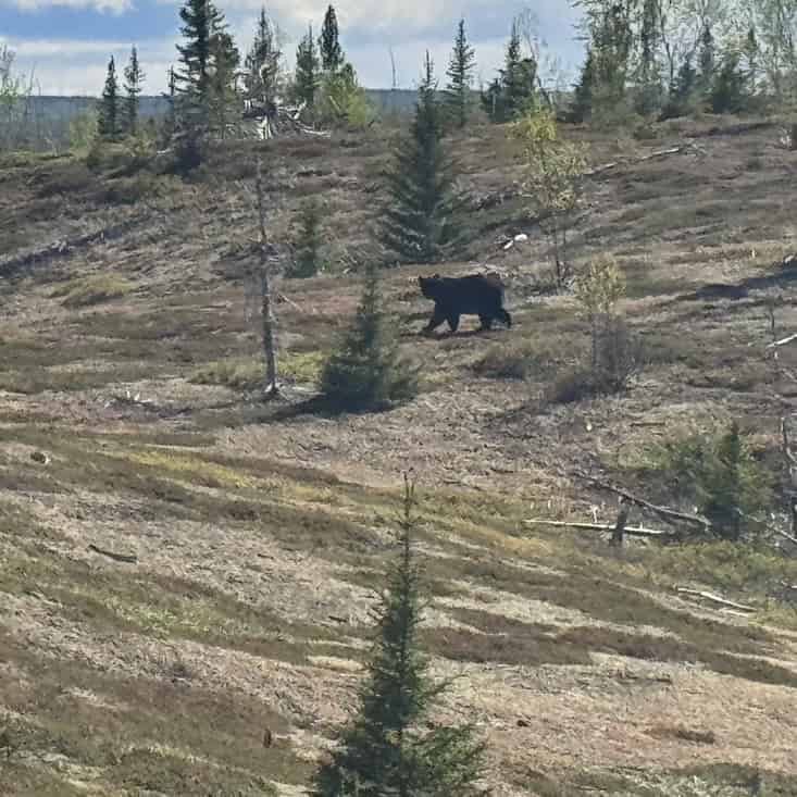 Bear on the shore of Nueltin Lake
