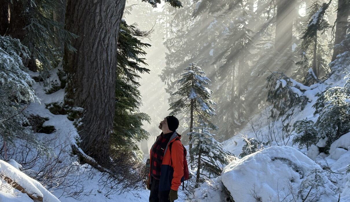 Deep relaxation in the forest