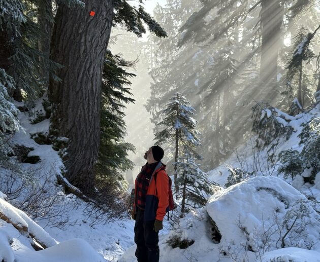 Deep relaxation in the forest