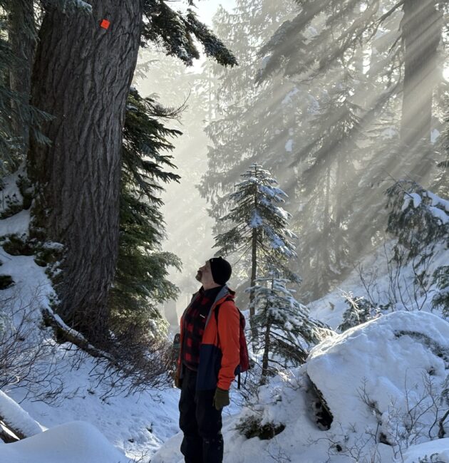 Deep relaxation in the forest