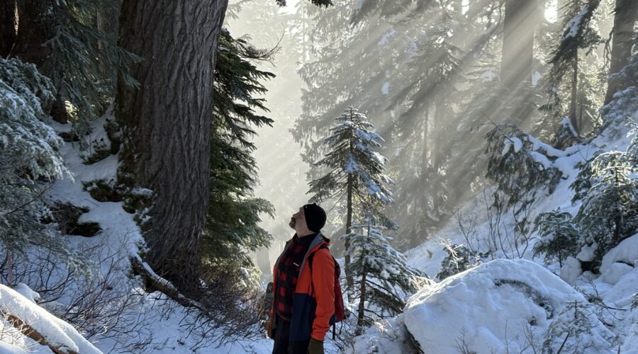 Deep relaxation in the forest