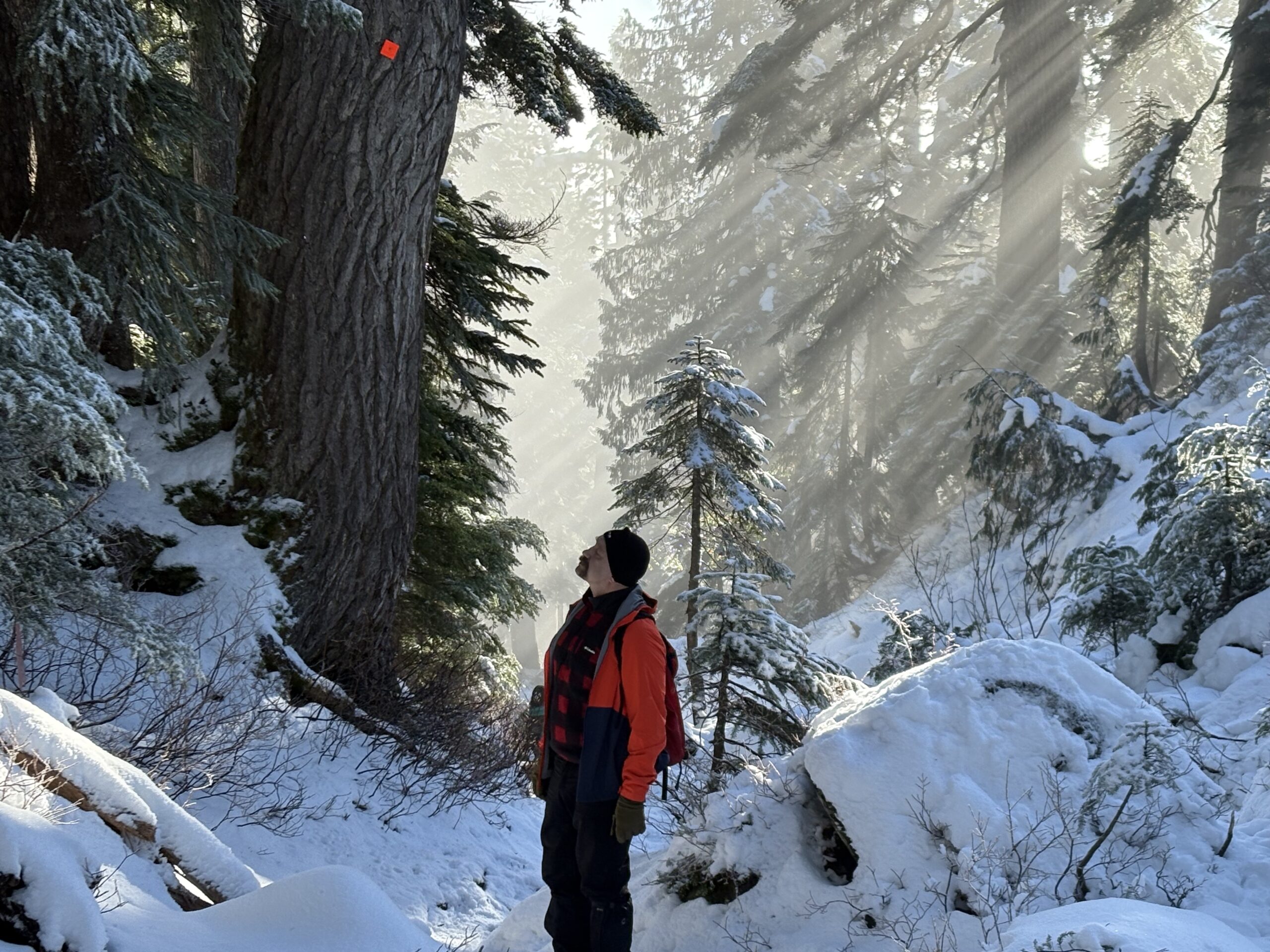 Deep relaxation in the forest